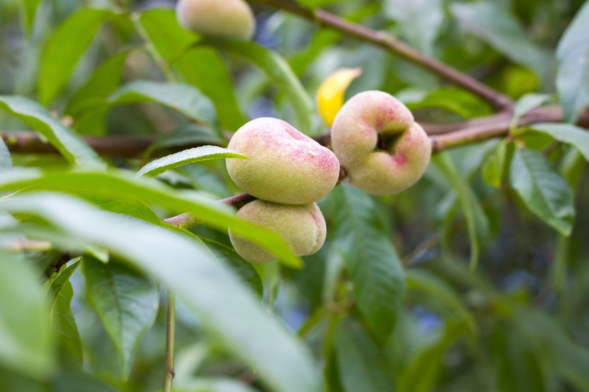 Чому інжирний персик є більш стійким до хвороб і краще плодоносить. У інжирного персика є кілька важливих особливостей.