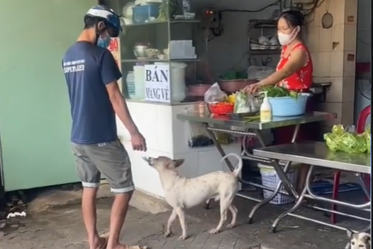 Зіркою Мережі став песик, який працює касиром разом з людьми у в'єтнамському ресторані. Господарі навчили собак брати гроші у клієнтів.