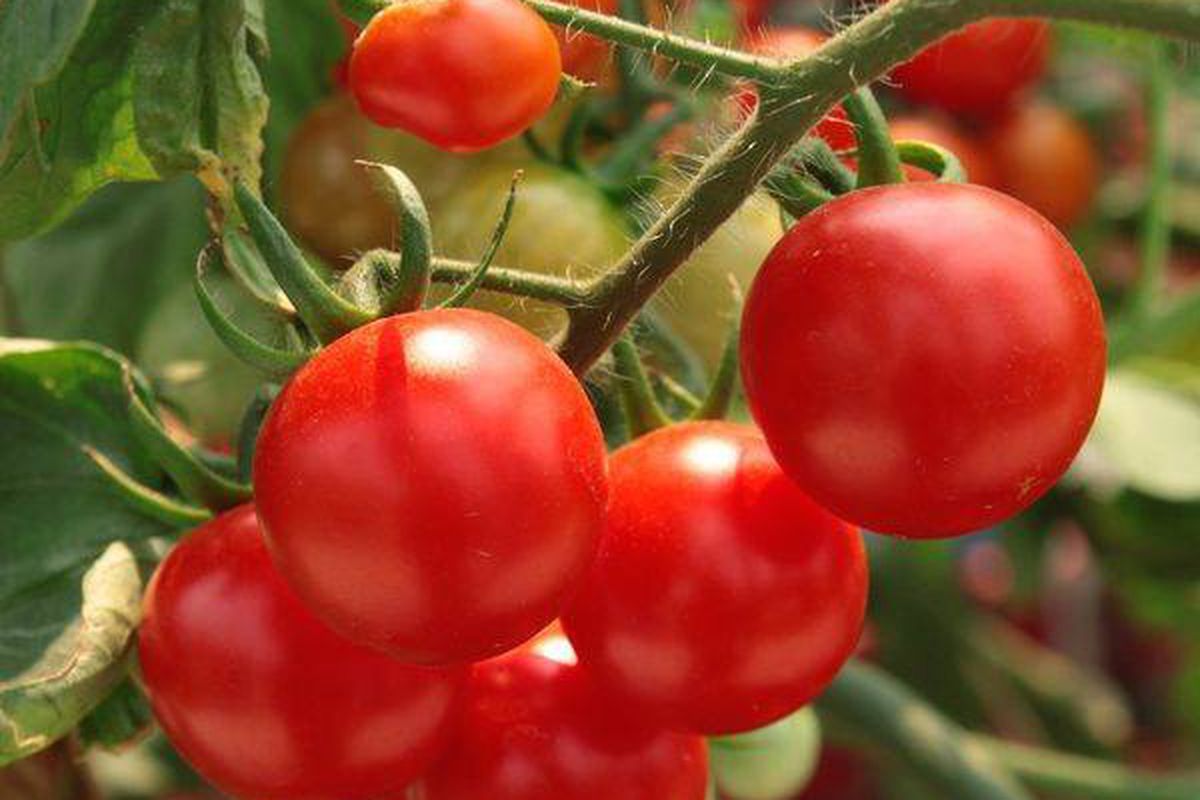 Як допомогти кущам томатів пережити виснажливу літню спеку в теплиці і відкритому ґрунті. Як часто поливати помідори в спеку.