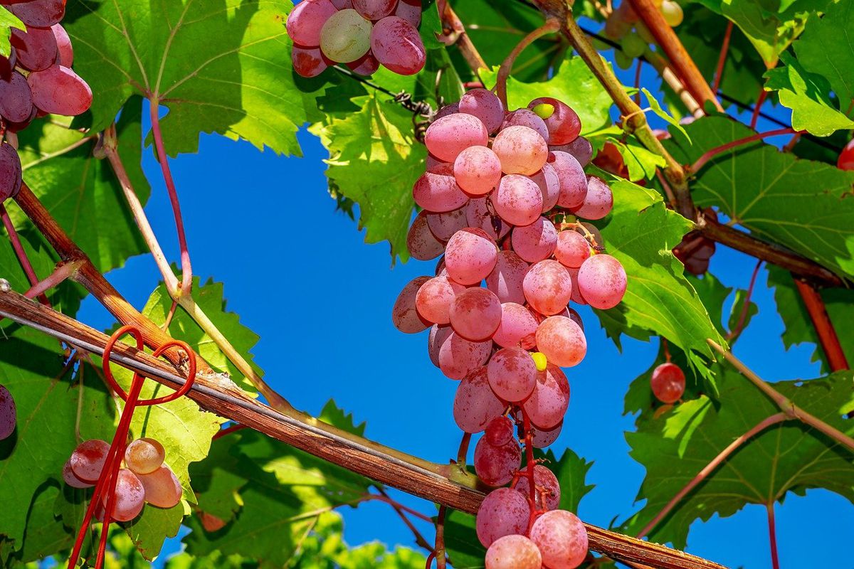 Правильна підв'язка винограду для початківців. Є країни, де виноград вирощують без опор. Лози і грона лежать прямо на землі.