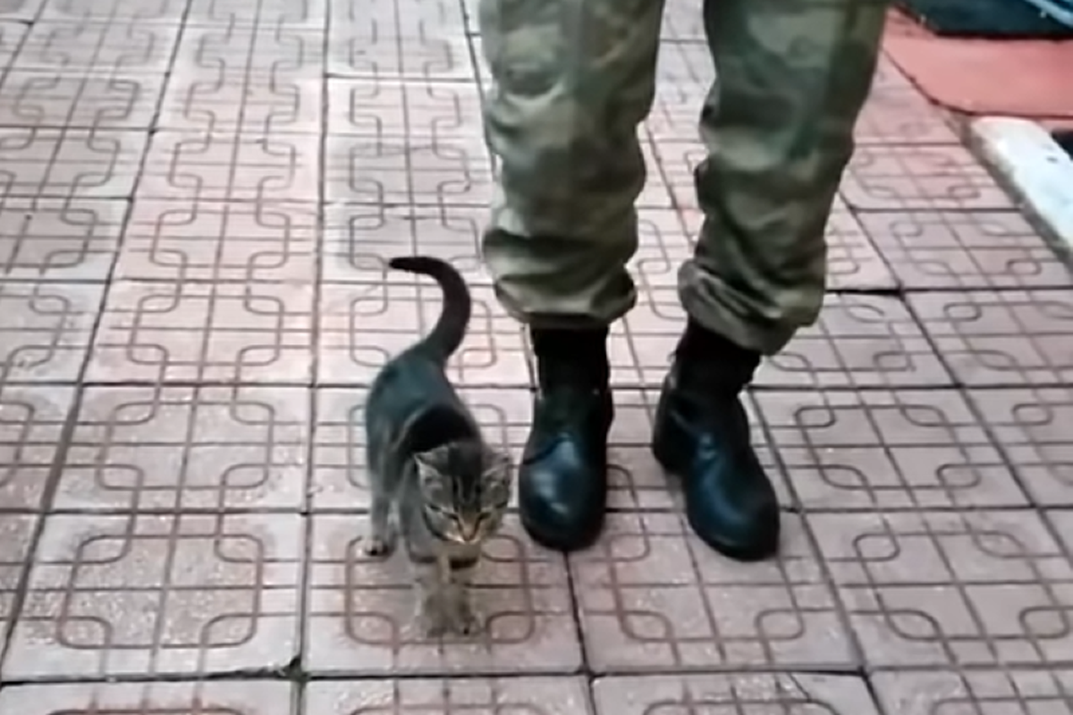 Кошеня, яке живе на військовій базі, навчилося маршувати. З ким поведешся.
