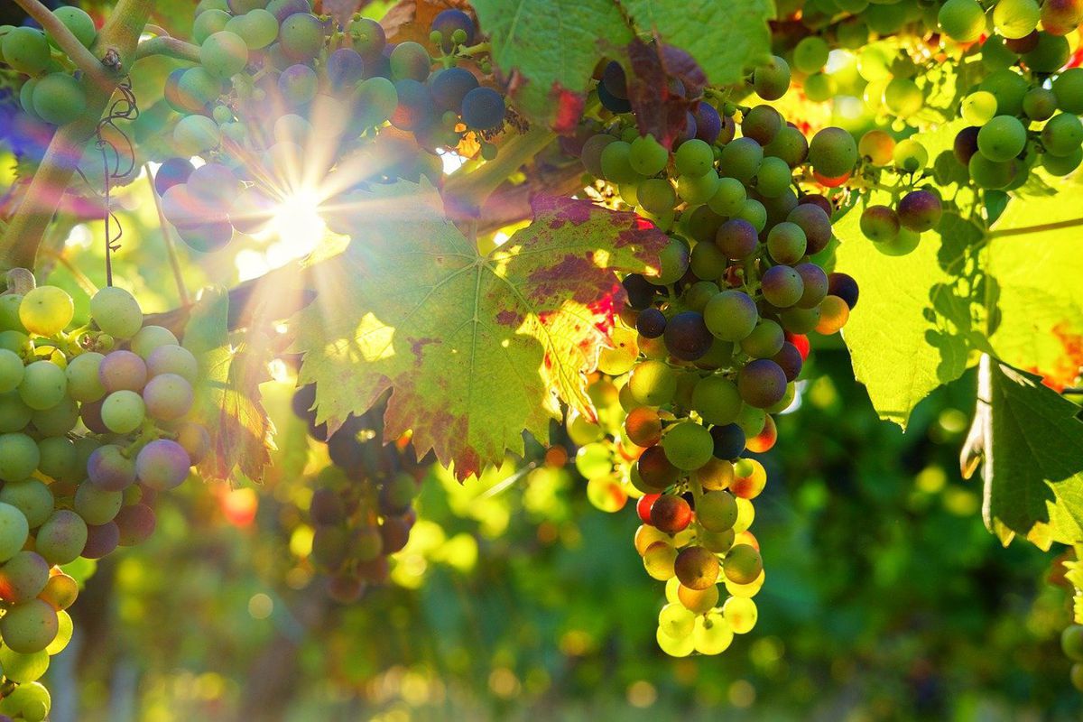 Вчені з Австралії знайшли новий спосіб вирощування винограду для вина. Напій виходить більш ароматним.