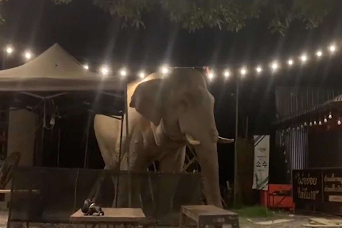 Голодний слон вирішив повечеряти у найближчому ресторанчику. Тварина поводилася напрочуд дуже культурно.
