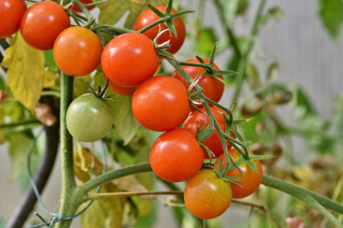 Підв'язка томатів за методом китайських фермерів. Премудрості іноземців допоможуть домогтися відмінного врожаю.