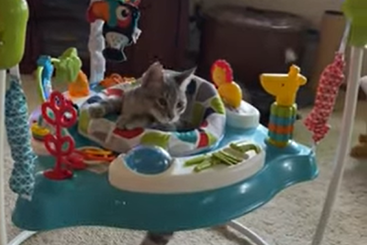 Поки малюк вчиться повзати, кішечка вирішила зайняти його крісло з іграшками. Вихованка впевнена, що дитячі крісла призначені зовсім не для малечі.