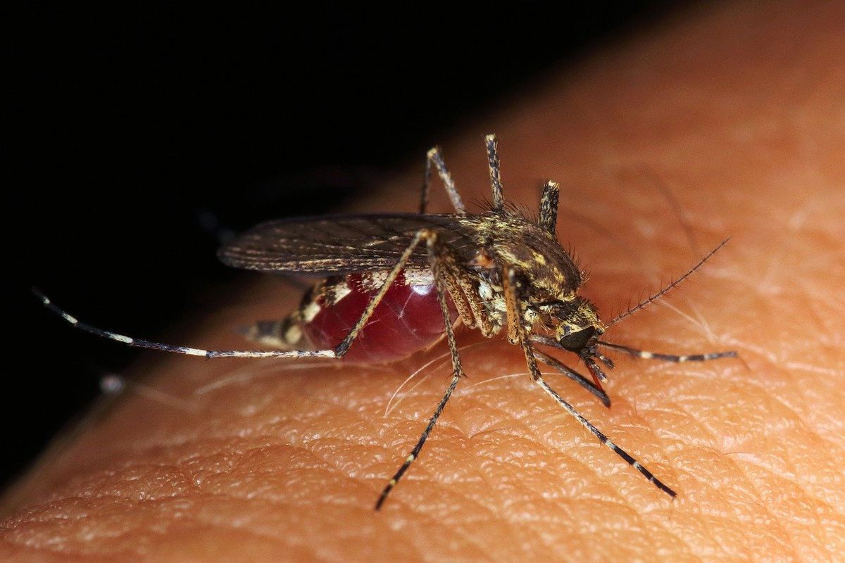 Як прибрати укус комара за 20 секунд повністю. Ефективна народна порада.