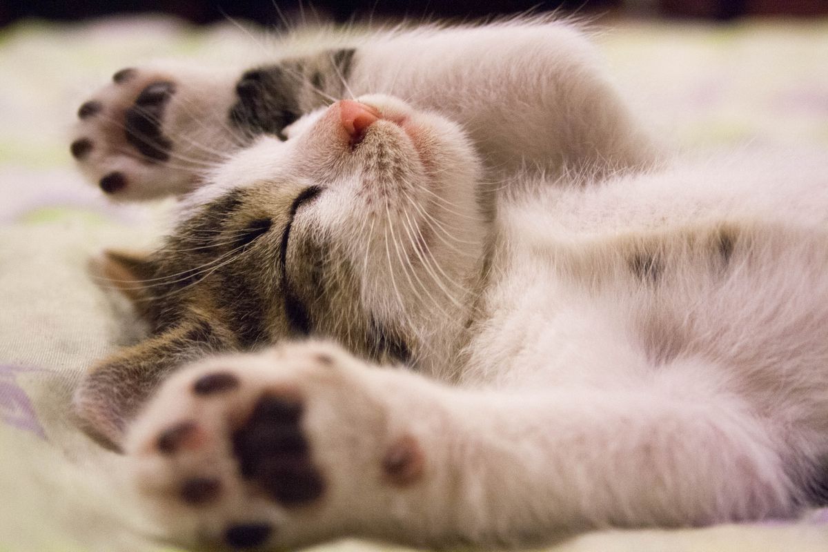 Чому кішкам подобається спати на спині і розкидати кінцівки у різні боки. Існують певні причини того, що кішки полюбляють спати на спині.