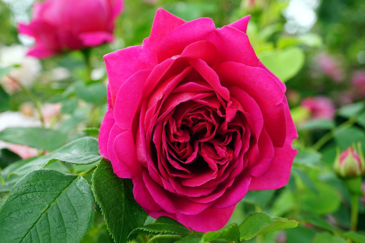 Як за допомогою весняних і літніх підживлень домогтися квітнення троянд. Троянди гарно квітнуть, якщо їх правильно підживлювати навесні та влітку.