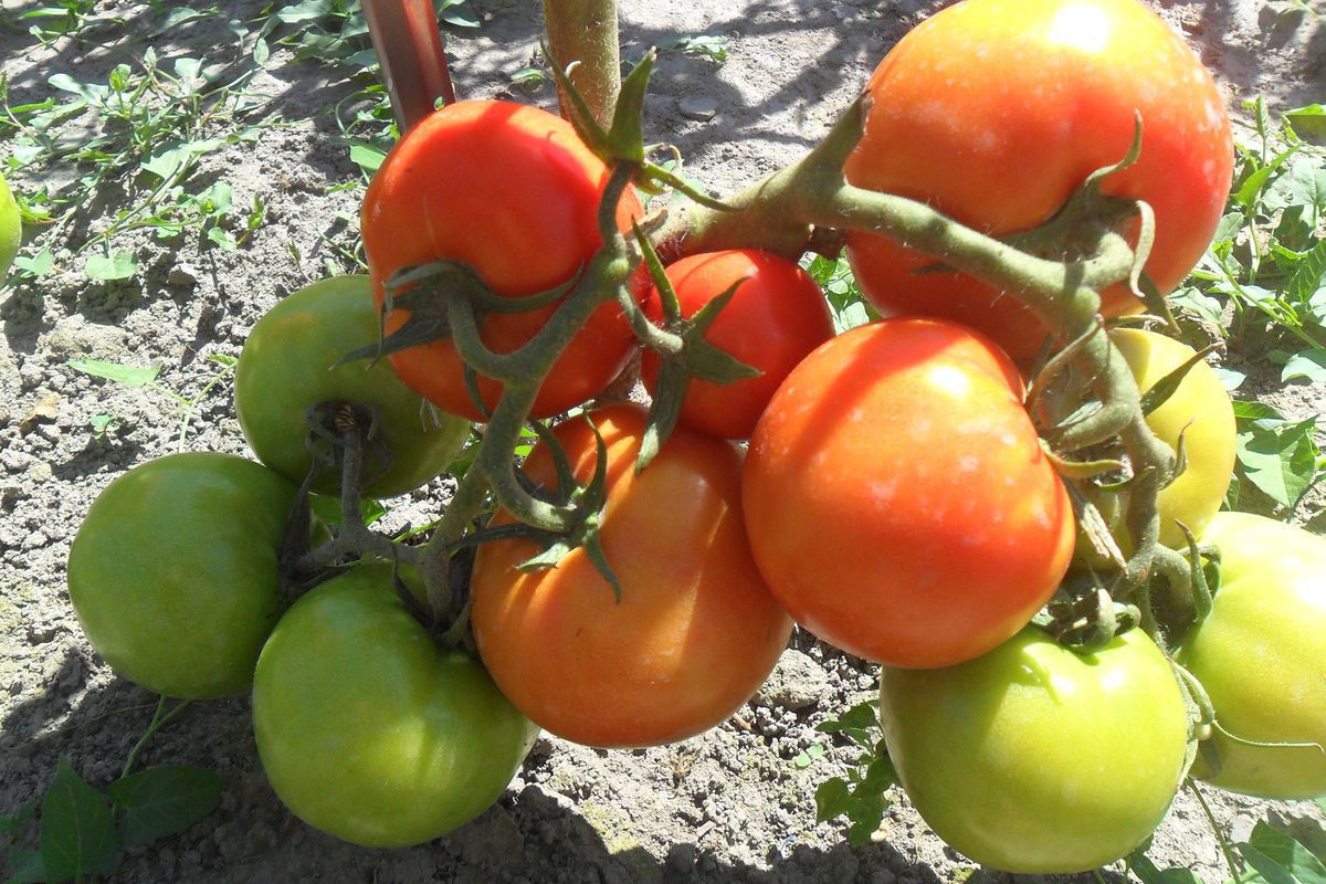 Чим підживлювати помідори в липні, щоб урожай збільшити в тричі. Вносити підкормку потрібно відповідно до правил.