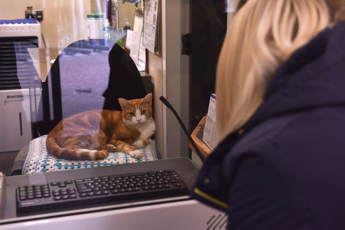 Кота з Великобританії призначили на посаду головного мишолова на залізничній станції. У хвостатого навіть є свій акаунт в Твіттері і тисячі шанувальників.