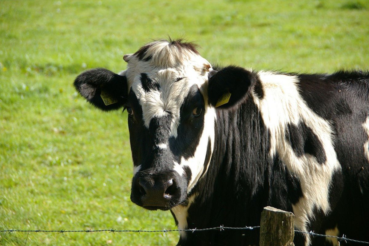 Секрет виробництва нешкідливого для екології м'яса розкрили бразильські вчені. Знайдено спосіб розведення корів без викидів метану.
