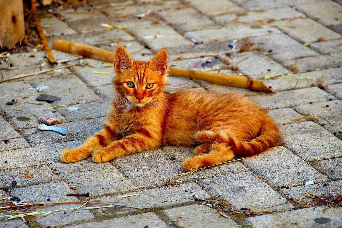 Декілька правил для тих, хто хоче взяти бездомну кішечку. Як взяти додому вуличного кота.