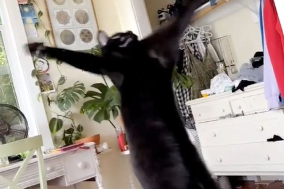 Напевно, кіт з цього відео в минулому житті був талановитим танцюристом. Запальні танці тварини захопили користувачів соцмереж.