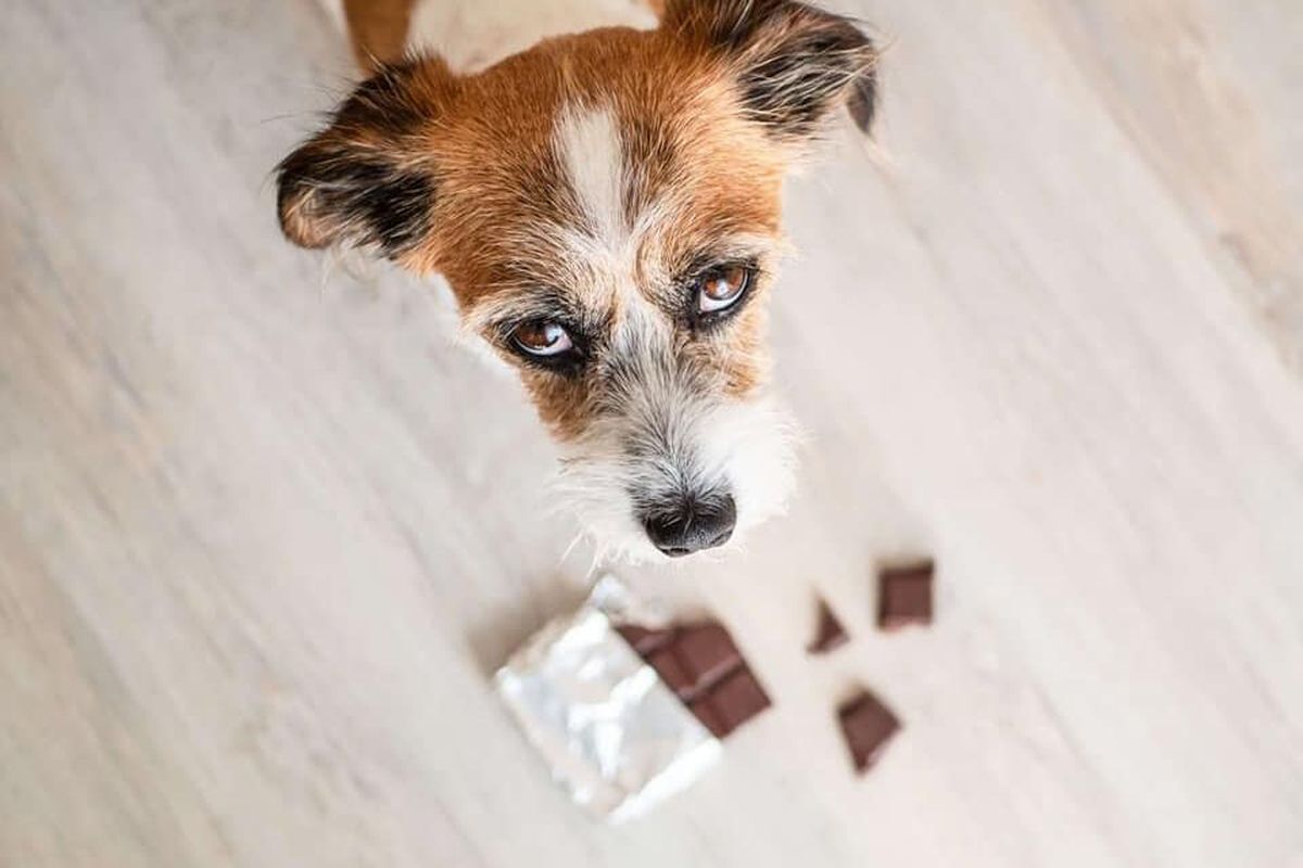 Чому шоколад небезпечний для собак. Що робити, якщо песик з'їв шоколад.