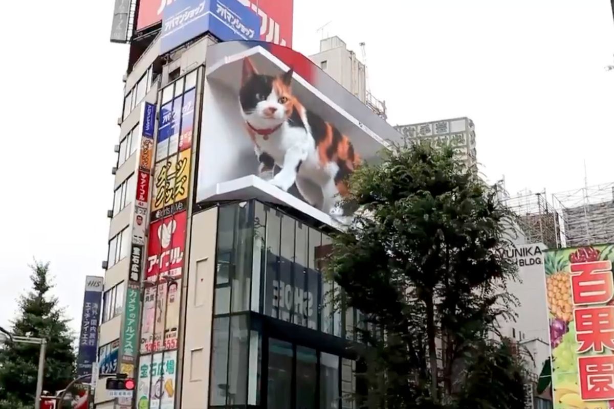 На вулиці в Японії встановили гігантську цифрову кішку і вона вражає. Поведінка тварини змінюється залежно від часу доби.