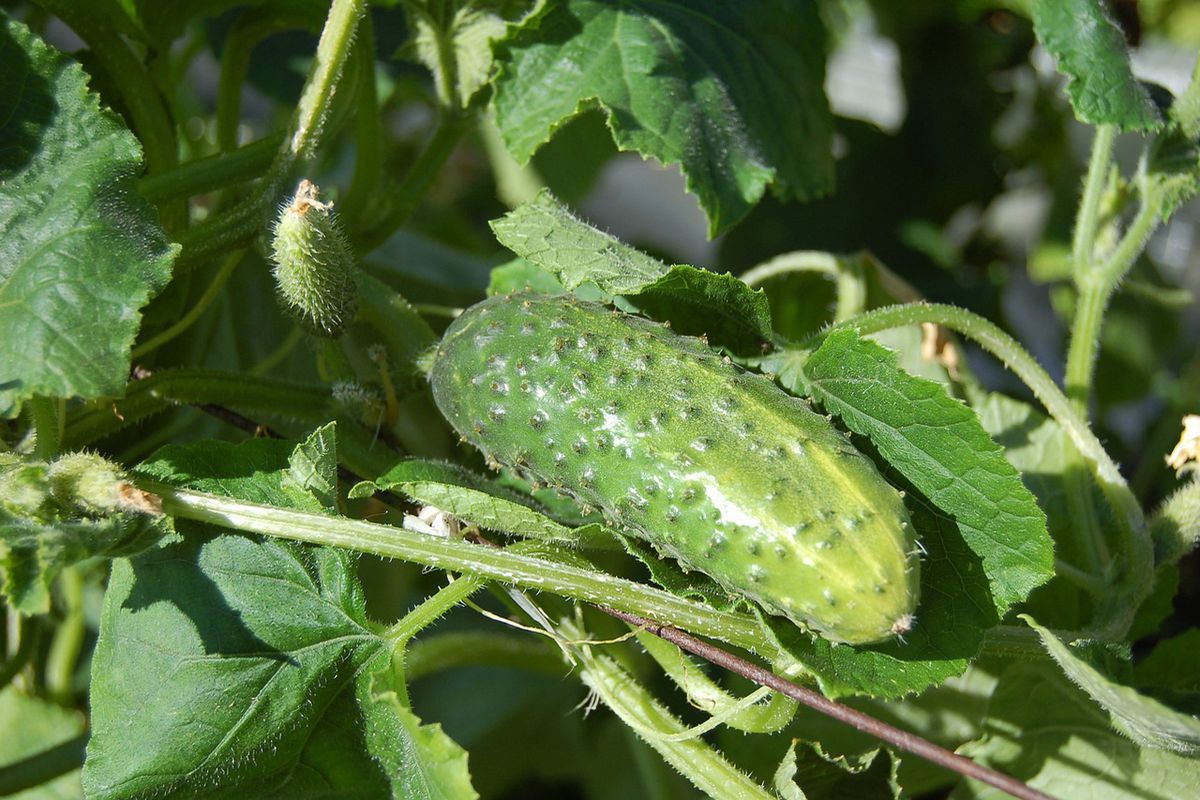 Що треба зробити, щоб огірки плодоносили до настання заморозків. Деякі дії допоможуть продовжити плодоношення огірків до заморозків.