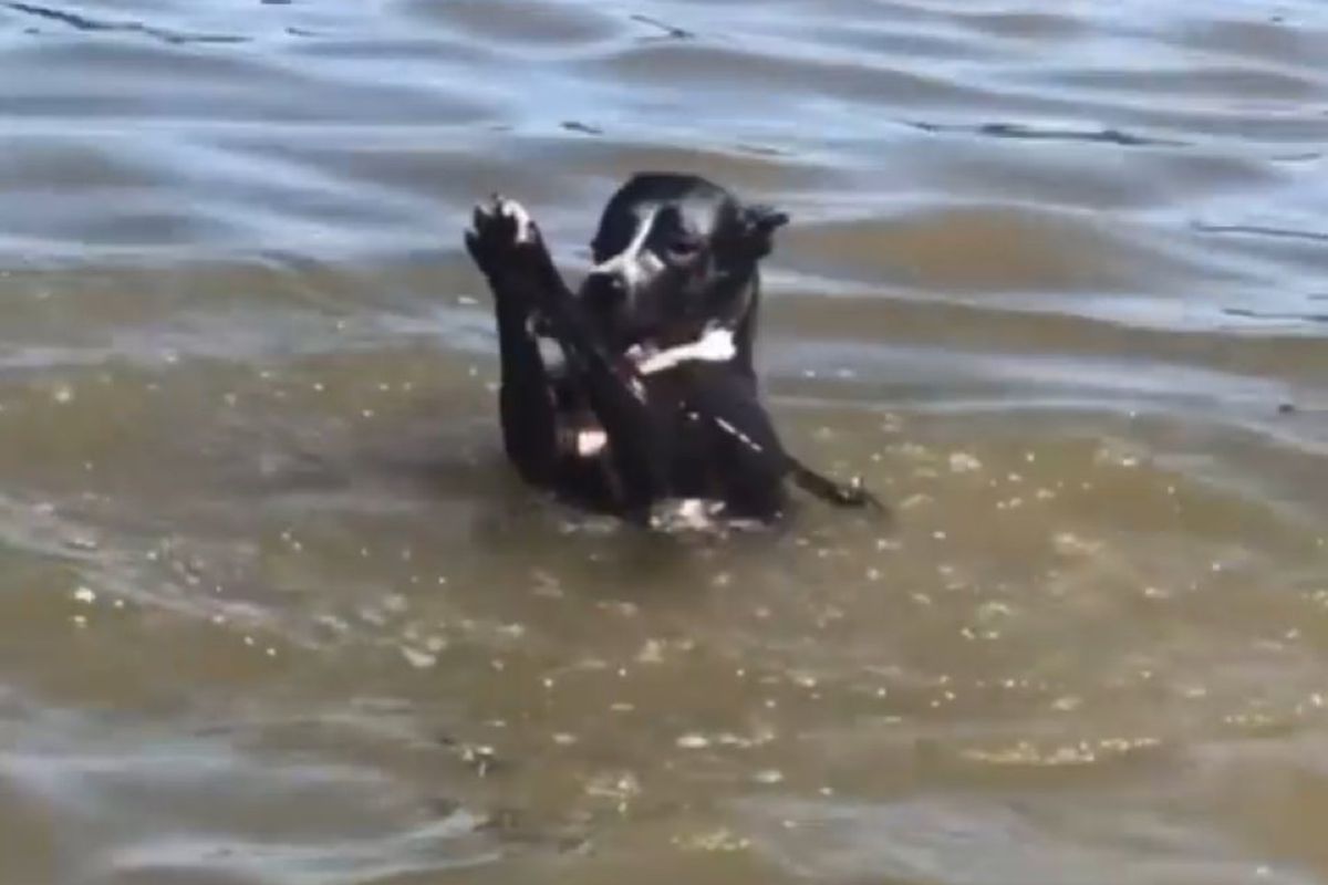 Собака у воді врятувала свій нашийник, що відстебнувся, чим здивувала глядачів. Дуже крута!