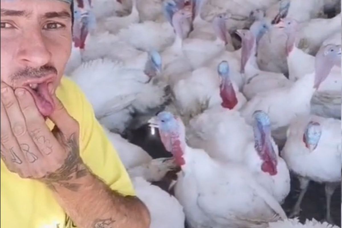 Фермер прославився в Мережі завдяки роликам з індичками, на яких він забавно "розмовляє" з птахами. 26-річний хлопець працює з тваринами на фермі в Іспанії.