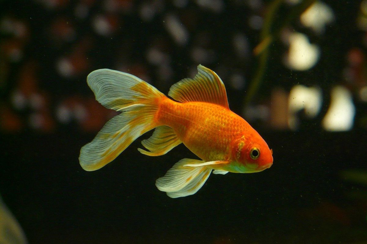 У США домашні золоті рибки, випущені в озеро, виросли до жахливих розмірів. Золоті рибки можуть здатися безневинним доповненням до місцевого водоймища, але це не так.