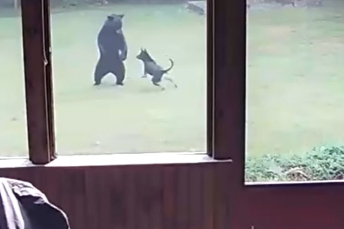 Добродушний пес подружився з ведмедем, який забрався на територію приватного будинку. Встановлена камера спостереження зняла спілкування тварин.