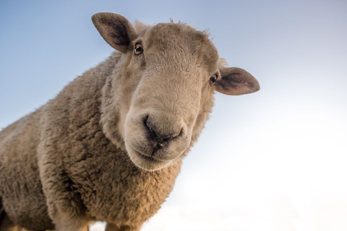 Біологи отримали ДНК вівці віком 1600 років завдяки знахідці в іранській соляній шахті. Мумія вівці «розповіла» про давнє тваринництво.