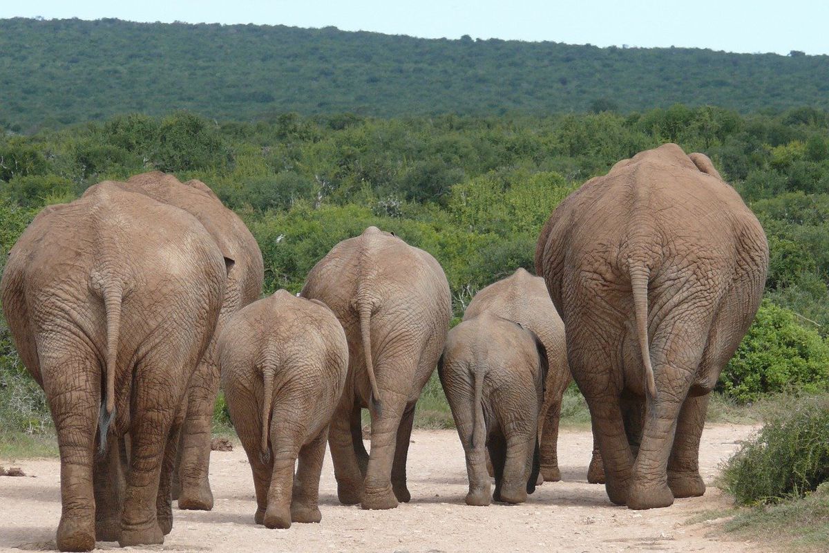 У Китаї із заповідника втекло і «подорожує» на південь стадо слонів. По дорозі тварини залишили маленьке новонароджене слоненя.