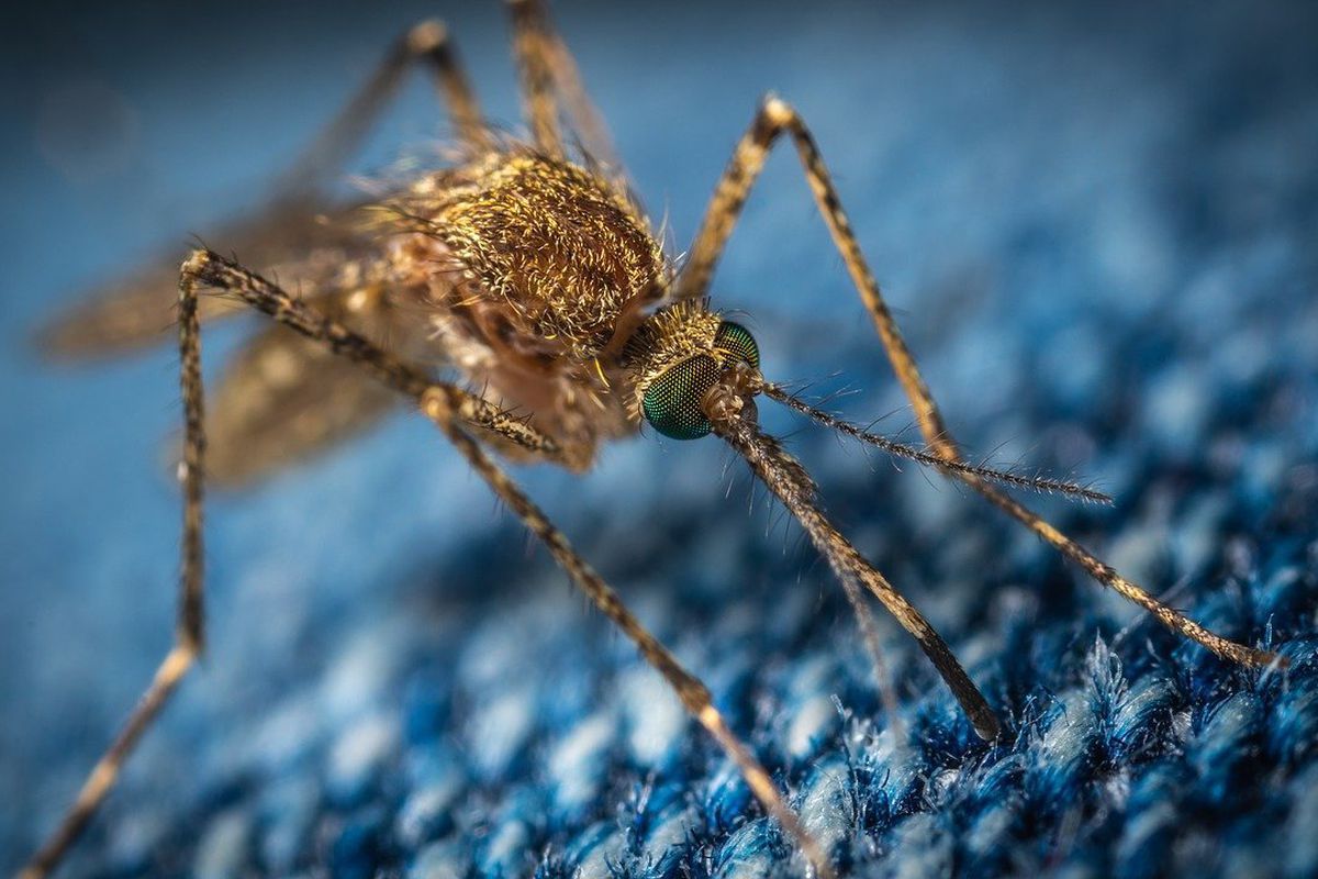 В США вчені створили тканину, яку не прокушують комарі. Нова розробка захищає від укусів на 100%.