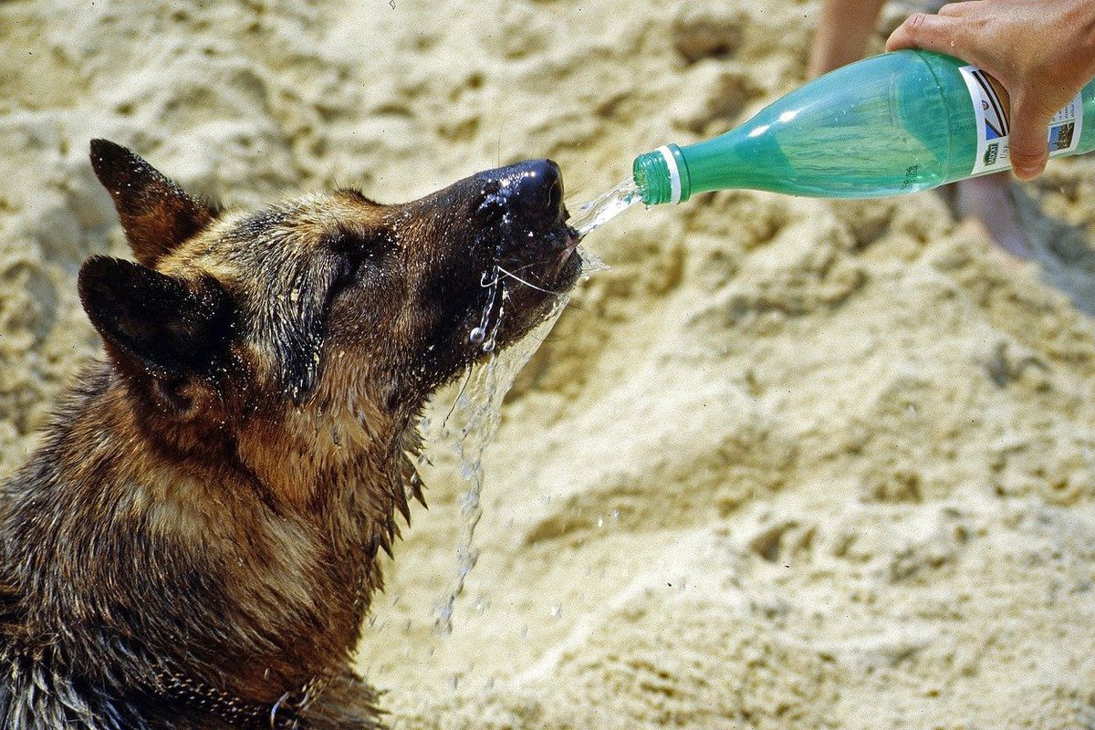 Поради, які допоможуть вашій собаці залишатися в безпеці в літній період. Як убезпечити вихованця в жарку погоду.