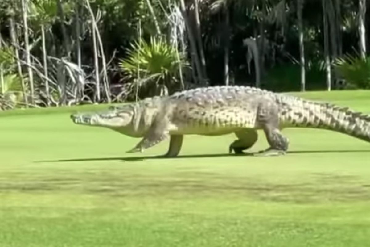 Він просто величезний — 4,5-метровий крокодил поважно прогулявся по полю для гольфу одного з готелей Мексики. На кадрах, опублікованих відпочиваючими, можна побачити, як величезний звір спокійно проходить повз одну з лунок.