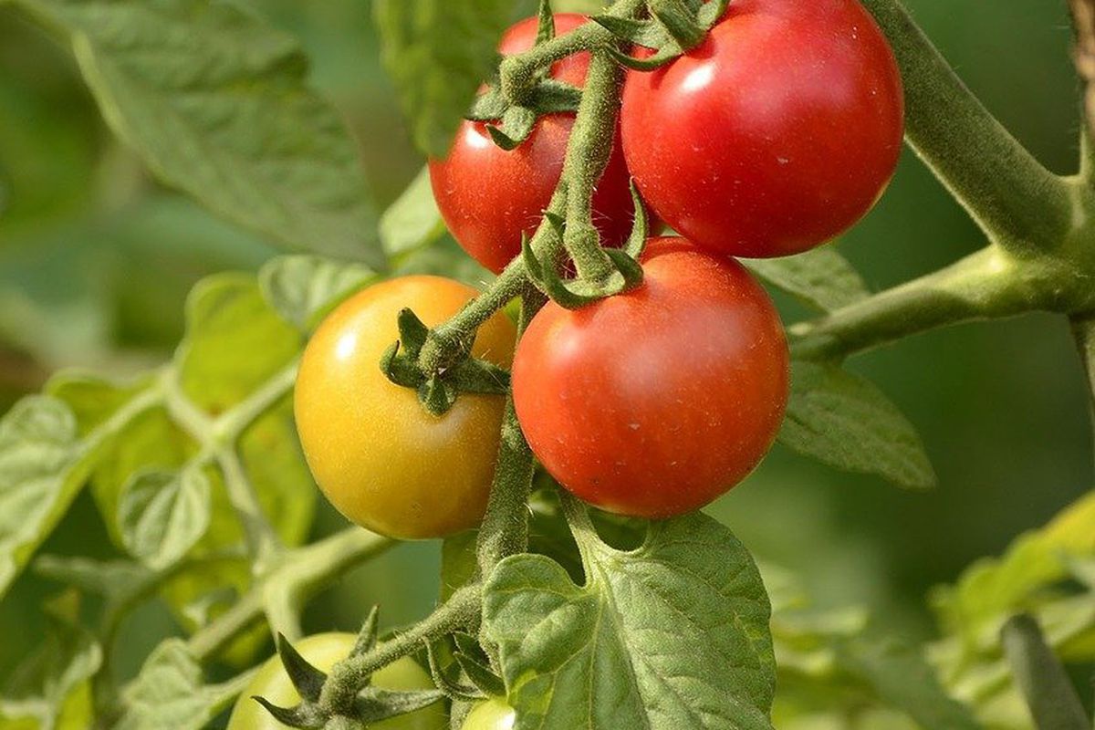 Чим підгодувати помідори в серпні для поліпшення смаку. Для хорошого врожаю потрібно удобрити грядки одним із способів.