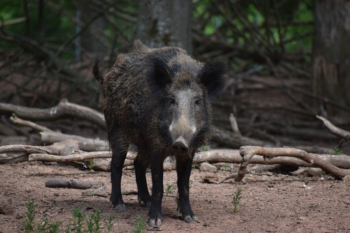 Дикі свині створюють більше парникових викидів, ніж автомобілі. Все тому, що тварини риють землю.