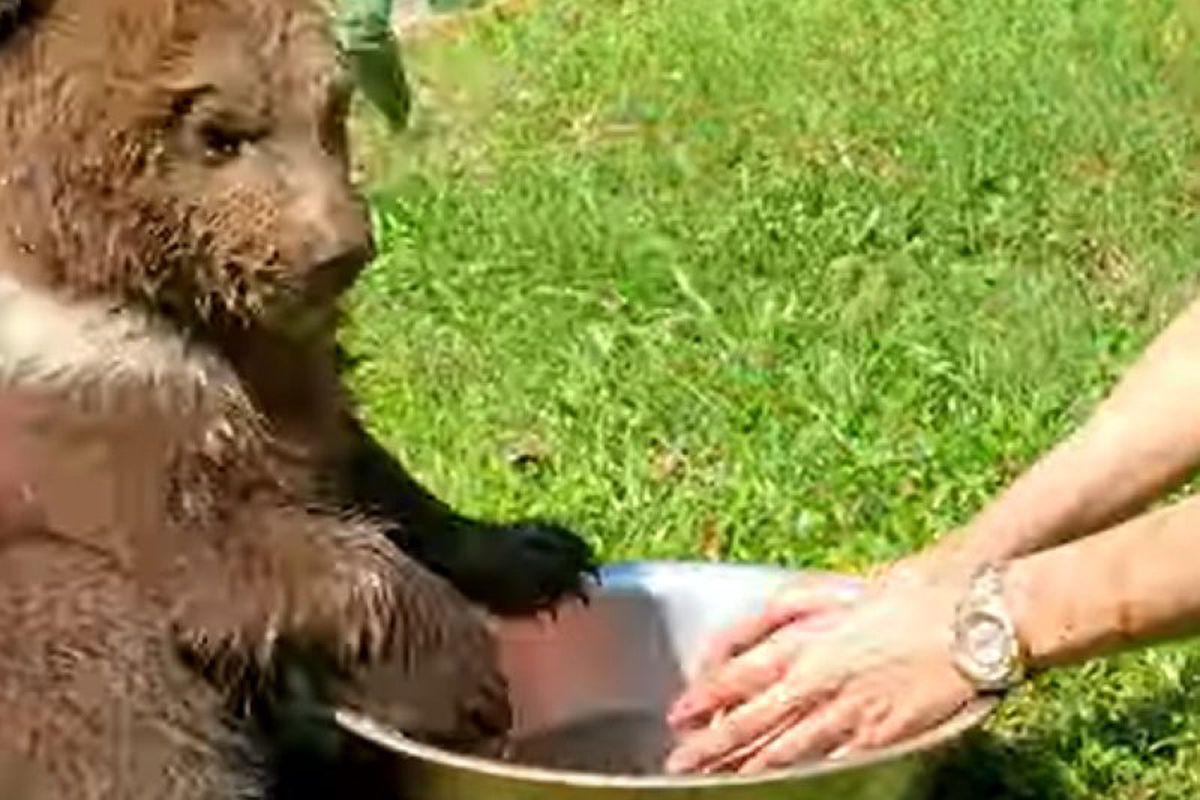 Миле відео про ведмедика, який вирішив освіжитися в мисці з водою. Як добре прийняти водні процедури у спеку.