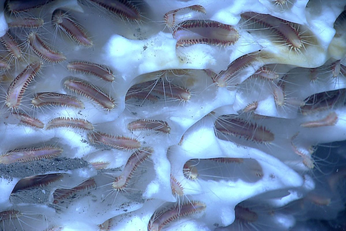 США заполонили мільярди черв'яків, що виповзли з льодовика, який розтанув. Більш того, вони стали стрімко розмножуватися.