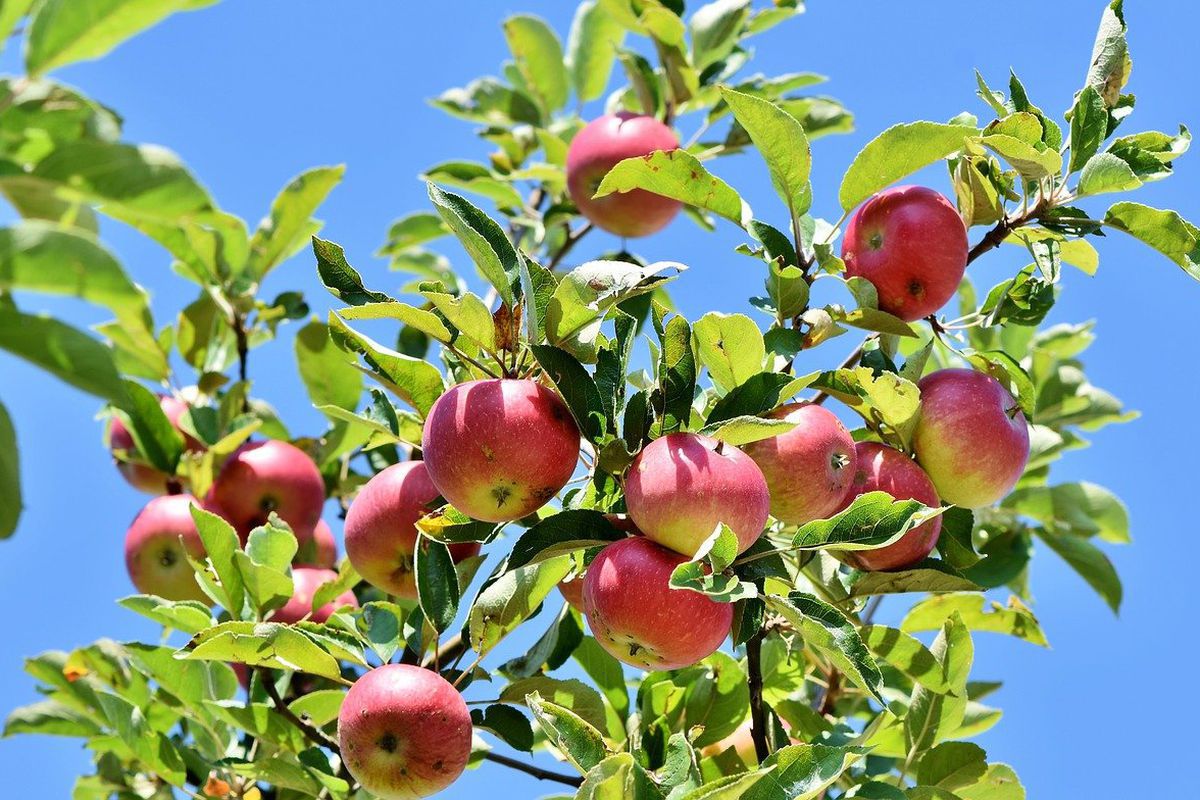 Чим підгодувати яблуню в серпні для гарного врожаю: поради дачникам. Вносити добрива потрібно певним чином.