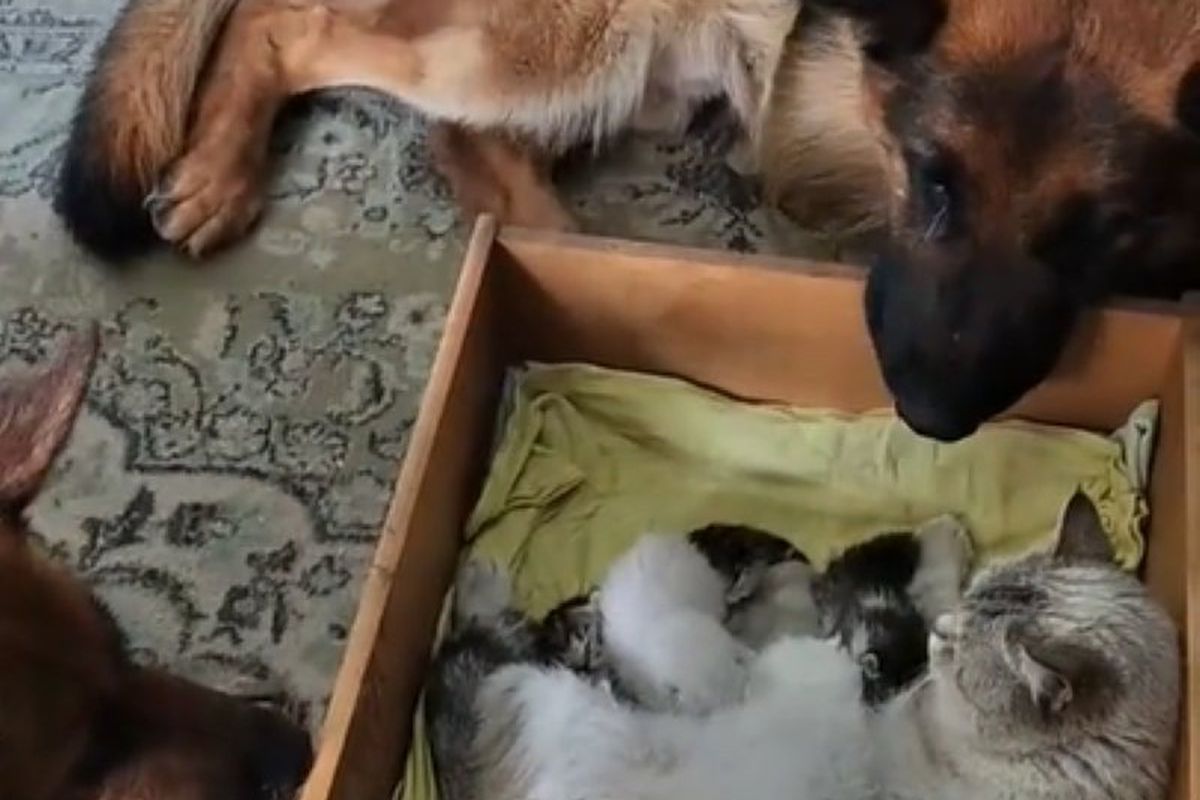 Кожна мама-кішка не проти мати таку охорону, як у цієї. Вівчарки пильно охороняють кішку з кошенятами.
