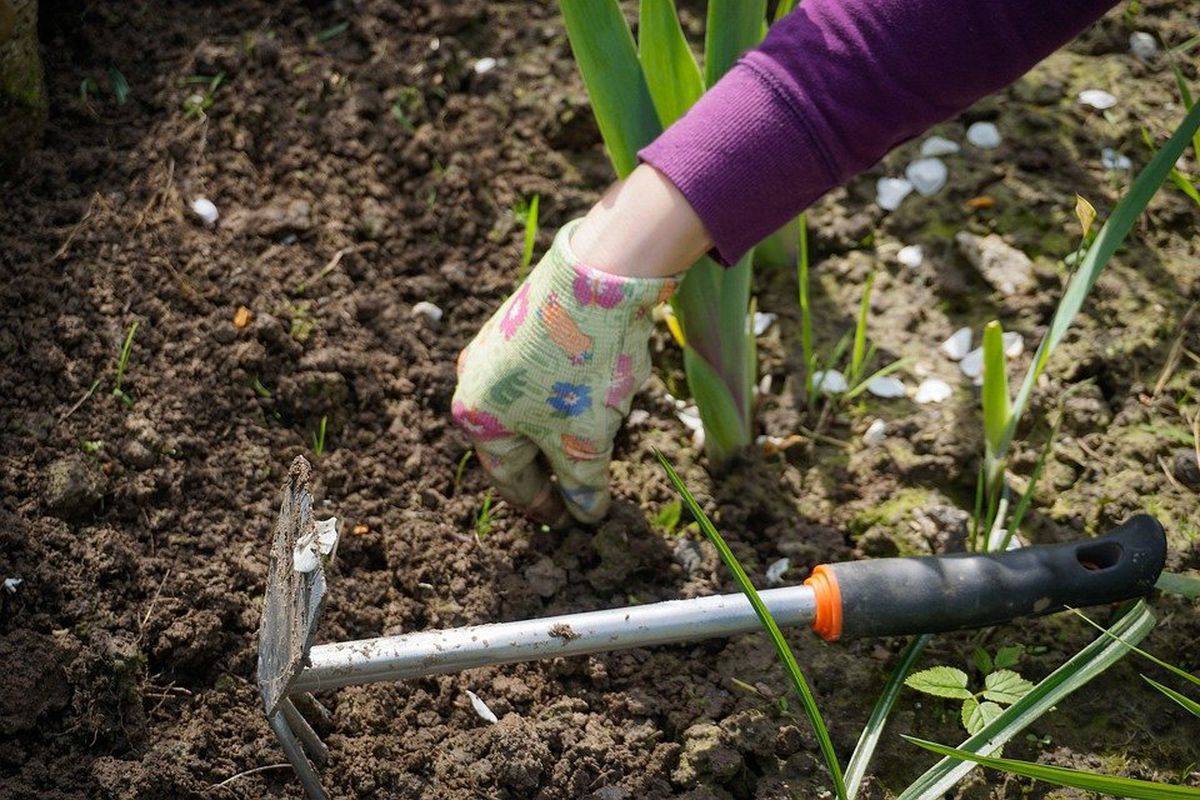 Яким чином роботи у саду та городі впливають на здоров'я людей. Робота на дачі має багато позитивних впливів на людей.