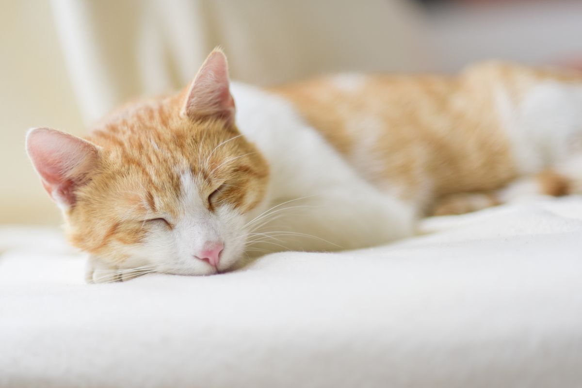 Чи є нормальним те, що кішка багато спить. Не завжди тривалий сон кішки є проблемою.