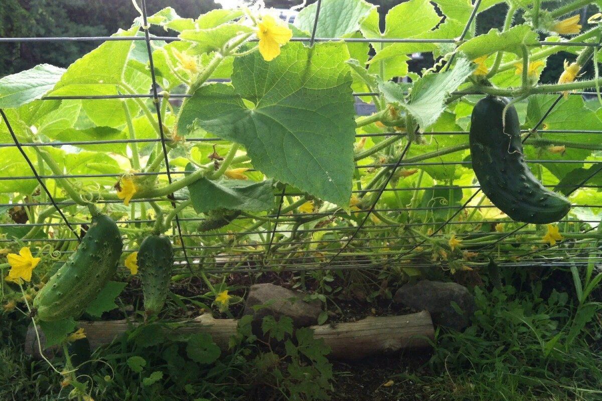 Як не можна прищіпувати огірки: топ помилок городників. Дощова погода — ворог пасинкування цього овочу.