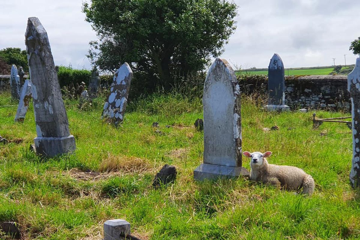 Ірландські історики «найняли» на роботу стадо овець — вони допомагають шукати старі надгробки. І вівці ситі, і каміння ціле.