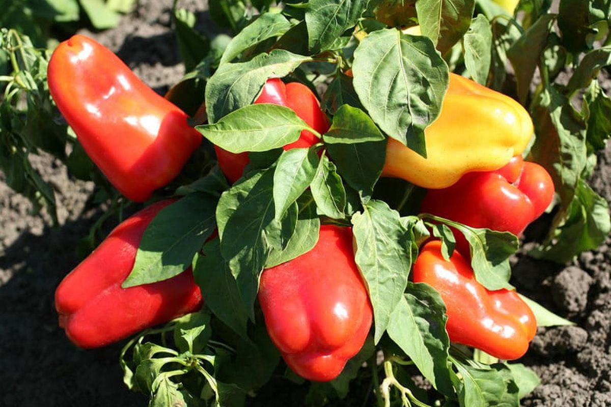 Як збільшити врожайність болгарського перцю: пасинкування, прищипування. Допоможуть дві простих дії.