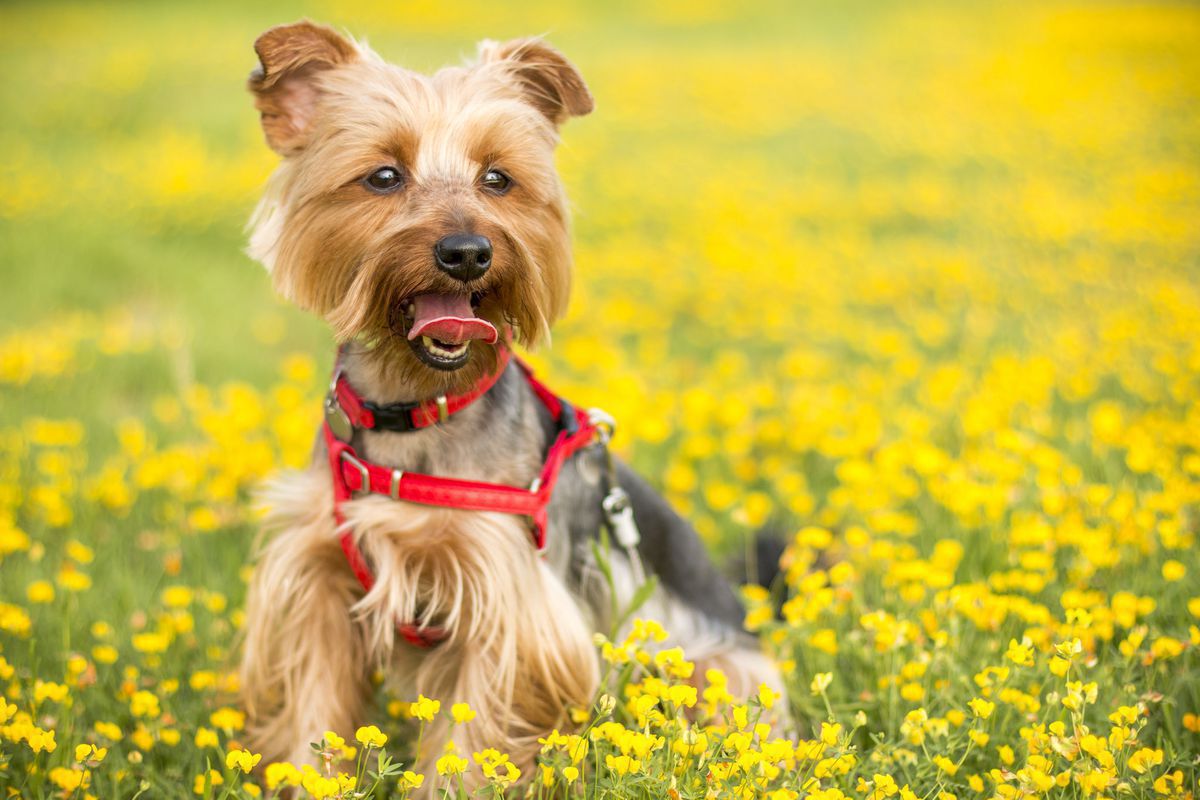 Як допомогти своєму собаці, якщо у нього є алергія на пилок. З алергією свого собаки на пилок можна боротися.