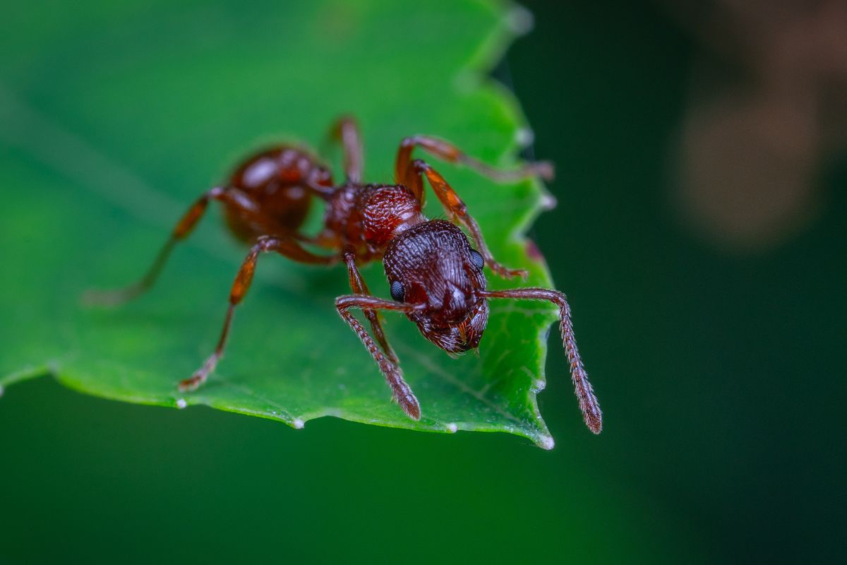 Як позбавити свою ділянку від мурах: корисні поради. Від мурах на дачі можна позбутися кількома способами.