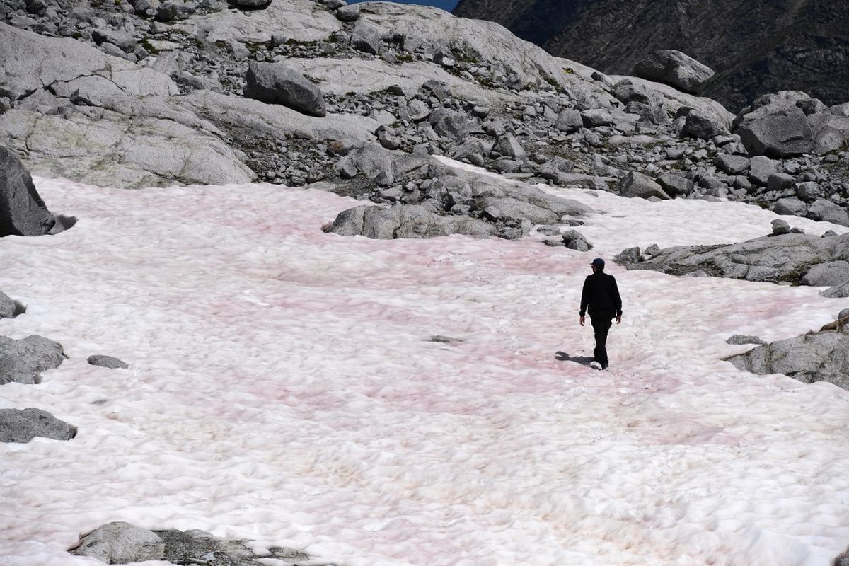 В французьких Альпах сніг забарвився в рожевий колір через водорості. Видовище це, звичайно, гарне, але для планети згубне.
