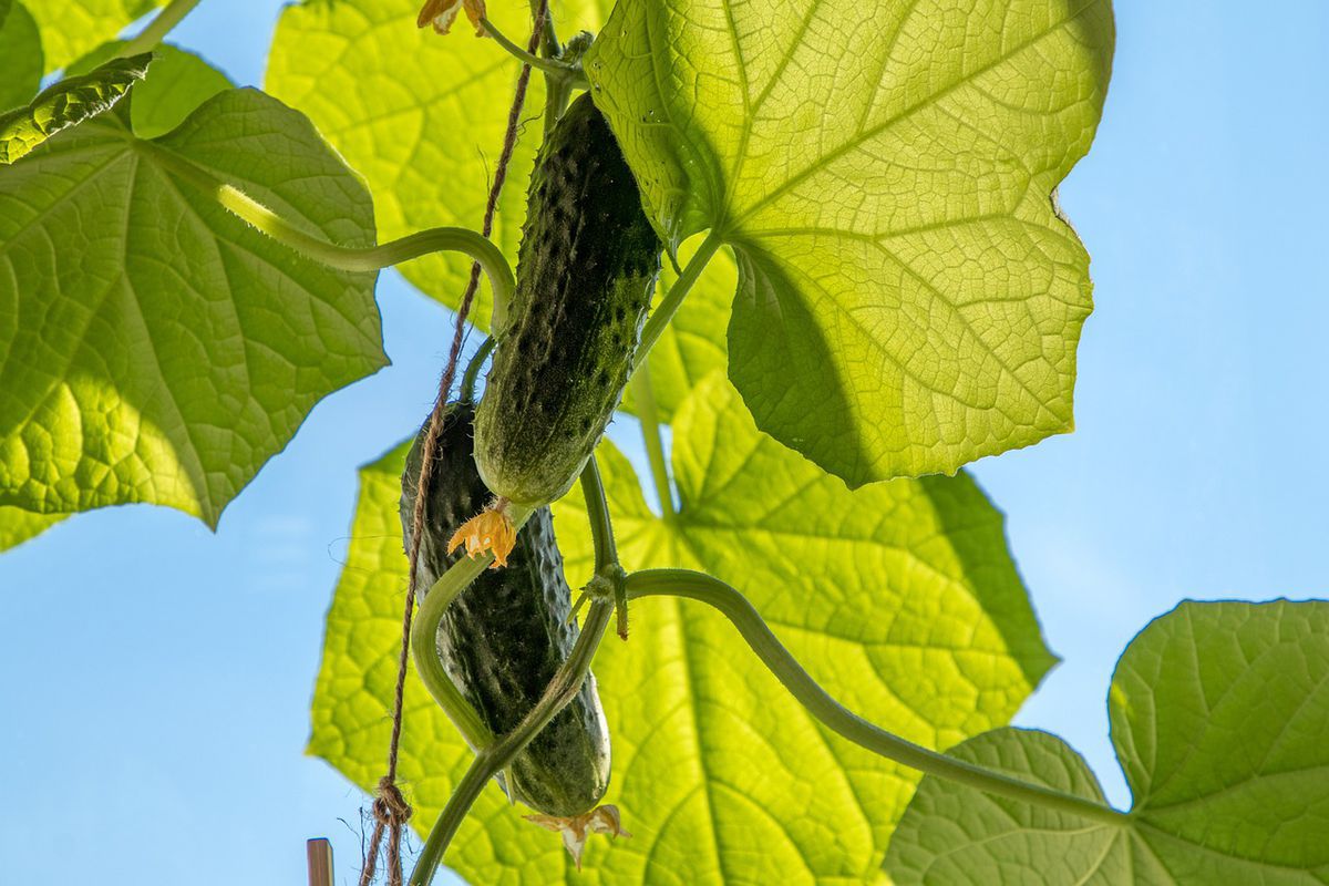 Особливості догляду за огірками в серпні. Завдяки правильним діям рослина буде плодоносити аж до заморозків.