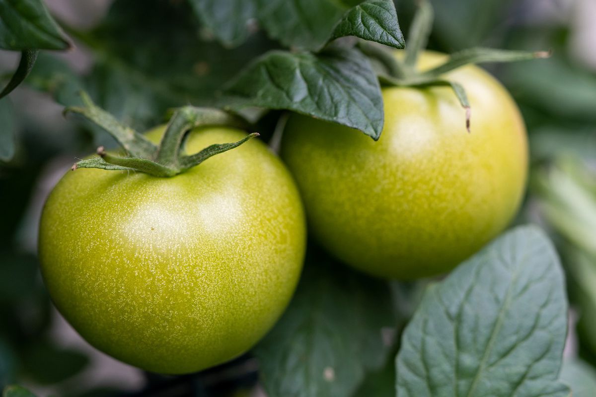 Як не втратити урожай помідорів: секрети догляду. Зелені помідори є наслідком надлишку добрив в ґрунті.