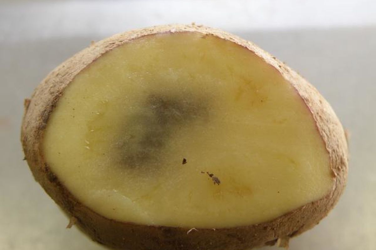 Чому під час зберігання картопля стає чорною всередині. Для почорніння картоплі всередині під час зберігання є певні причини.