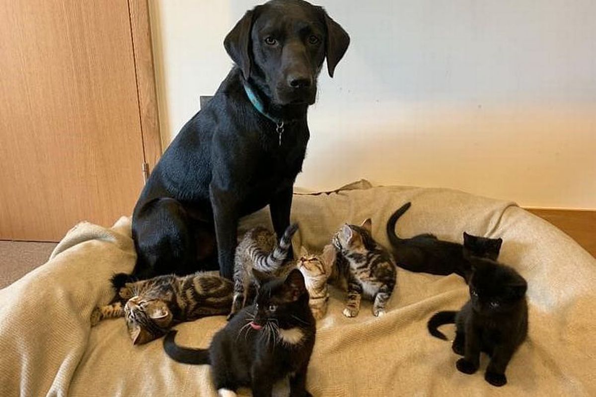Лабрадор став мамою для сімох осиротілих кошенят. Домашня собака усиновила покинутих на вулиці тваринок.