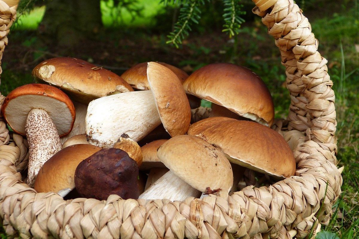 Поради щодо правильного збору грибів в лісі. Як не пошкодити грибниці і при цьому залишитися з хорошим урожаєм.