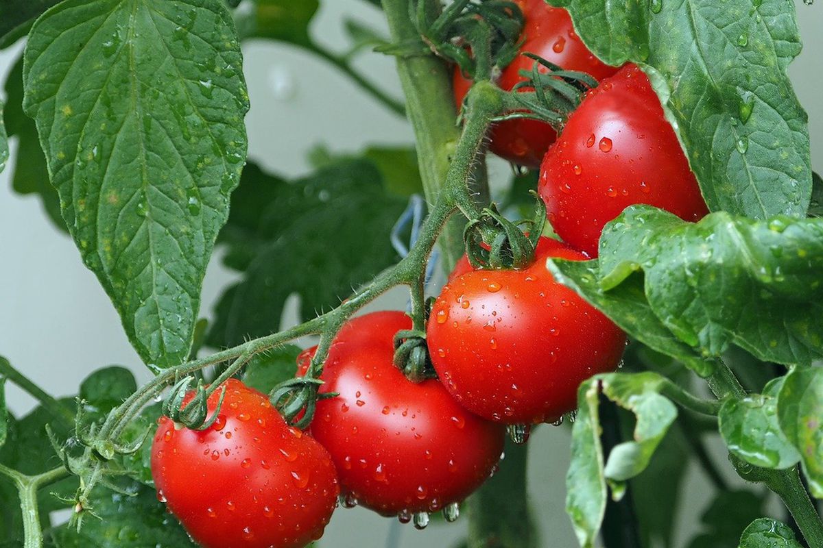 Серпневі процедури, у яких обов'язково потребують томати. У серпні томати потребують певного набору процедур.