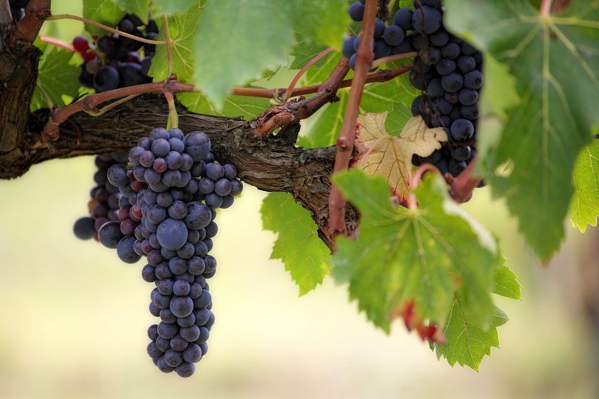 Чим підгодувати виноград, коли зріють ягоди. У серпні рослину потрібно правильно підживлювати.